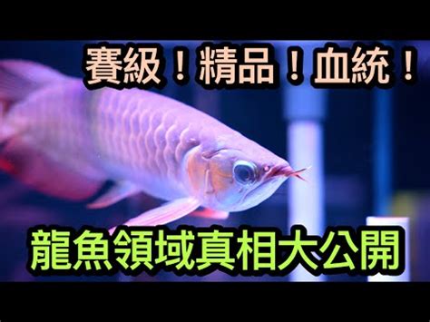 紅龍魚等級|【紅龍魚等級】錯過後悔三生三世！紅龍魚等級榜單，挑錯品種讓。